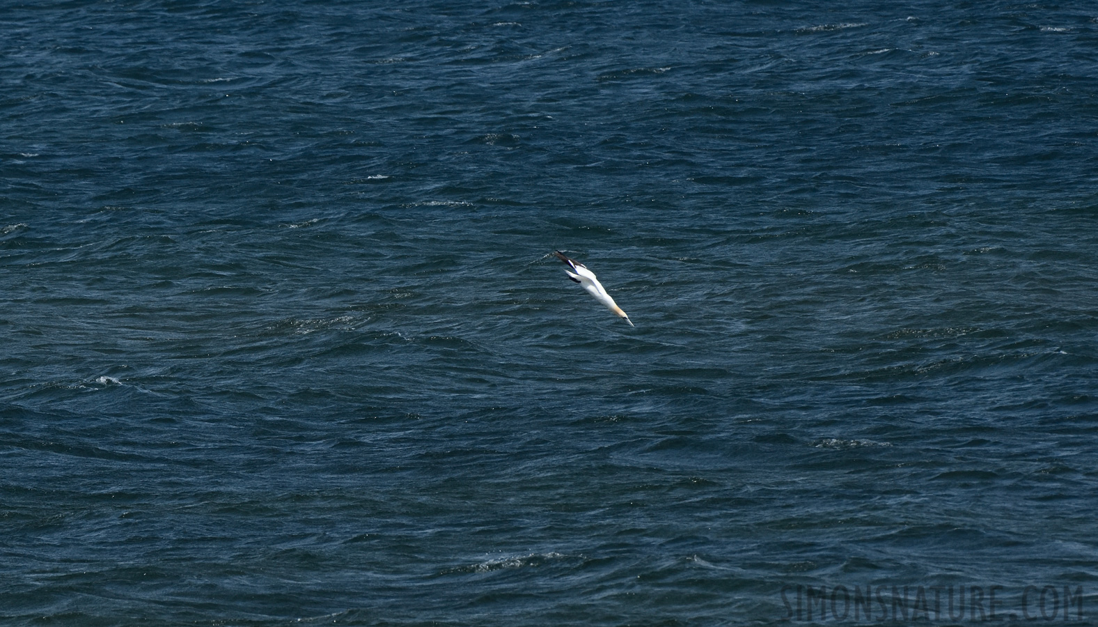 Morus bassanus [400 mm, 1/2500 sec at f / 9.0, ISO 800]